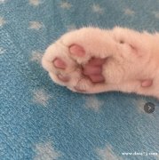 美短白手套转让