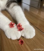 美短白手套转让